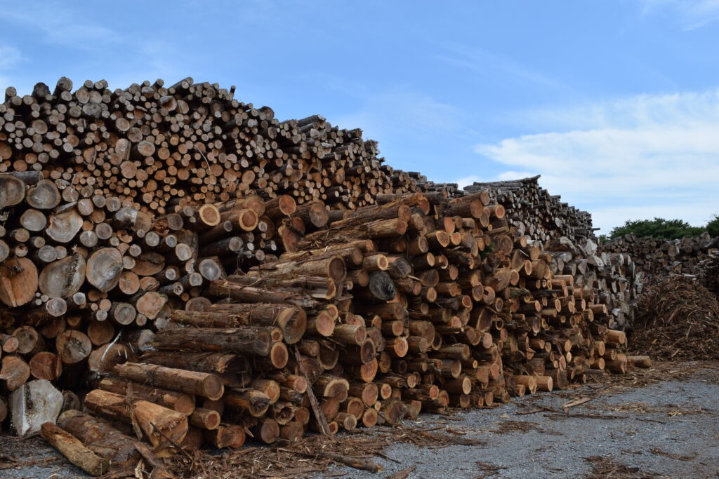 ウッドショック・ロシア問題の影響で輸入木材が危機？ 今だからこそ採用したい国産材の魅力とは